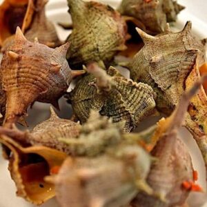 6 Escargots MUREX